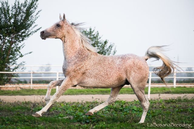 Stallone arabo - Ziel della Bosana9