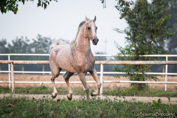 Stallone arabo - Ziel della Bosana8