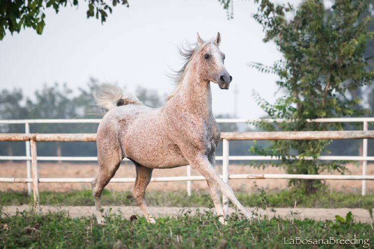 Stallone arabo - Ziel della Bosana10