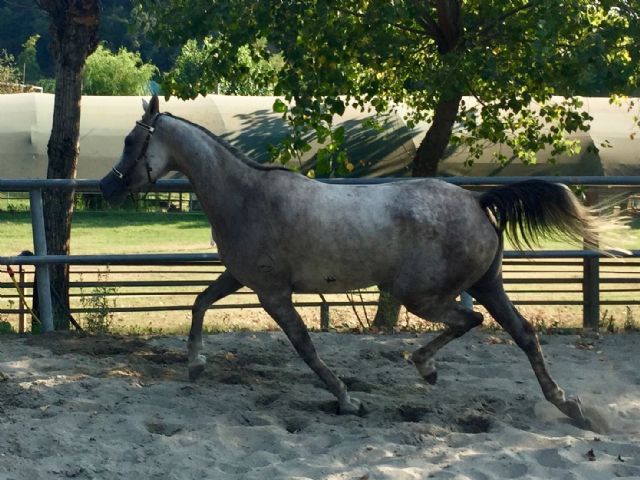 Glarona Bosana