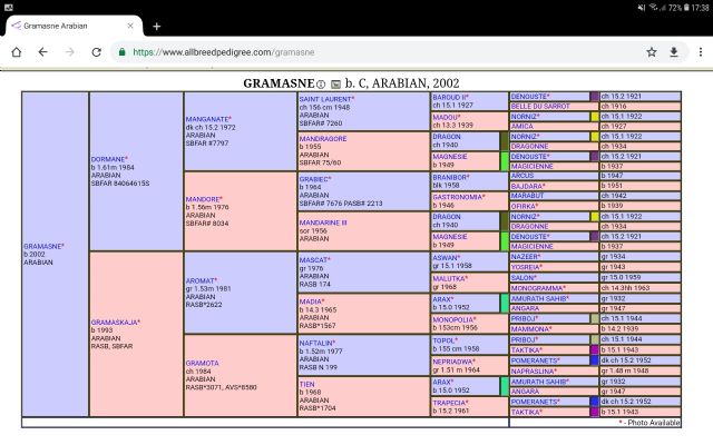 Stallone Arabo - GRAMASNE