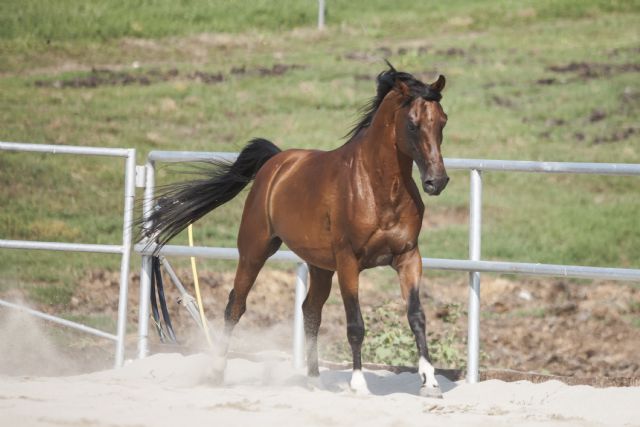 Stallone arabo - ANICE DELLA BOSANA