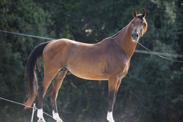 Stallone arabo - ANICE DELLA BOSANA