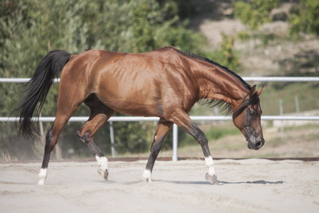 Stallone arabo - ANICE DELLA BOSANA