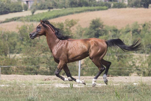 Stallone arabo - ANICE DELLA BOSANA