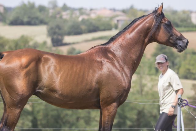 Stallone arabo - ANICE DELLA BOSANA