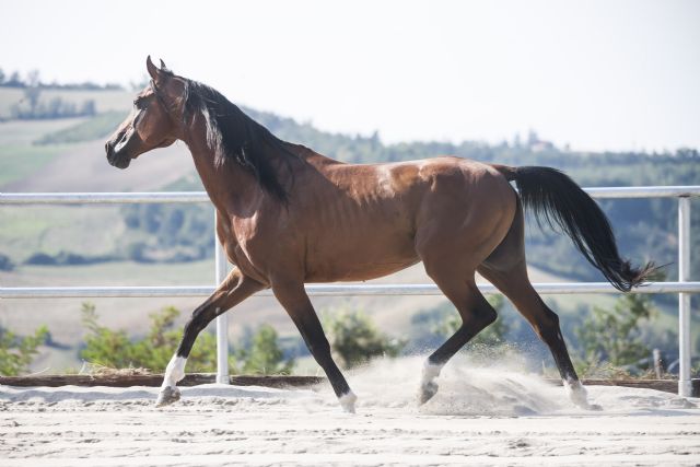 Stallone arabo - ANICE DELLA BOSANA