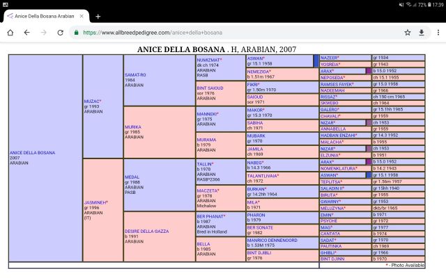 Stallone arabo - ANICE DELLA BOSANA