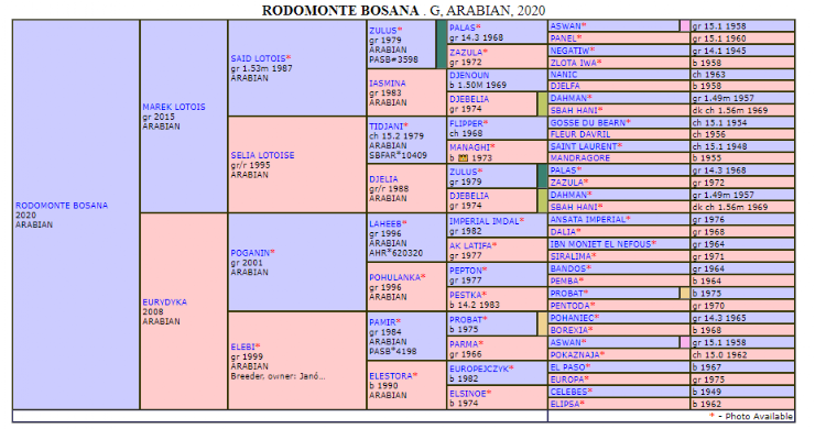 Rodomonte Bosana